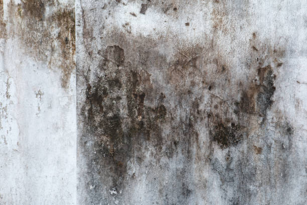  Hartford, CT Mold Removal Pros