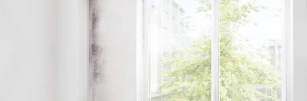 Best Biohazard Mold Removal  in Hartford, CT