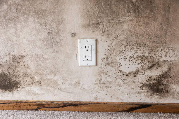 Best Black Mold Removal  in Hartford, CT