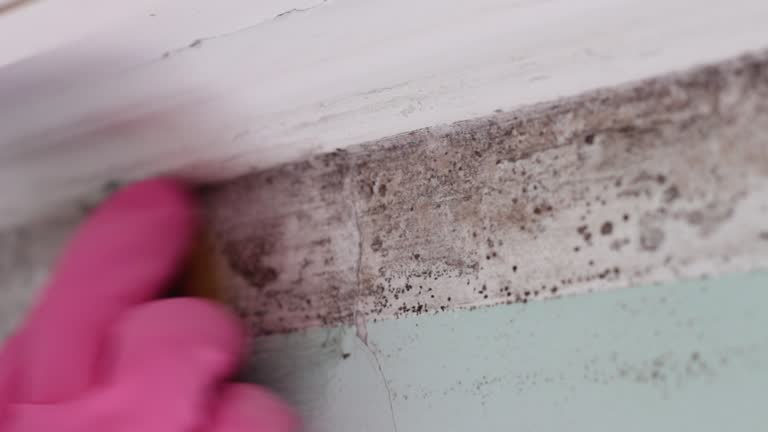 Best Mold Remediation for Vacation Homes  in Hartford, CT